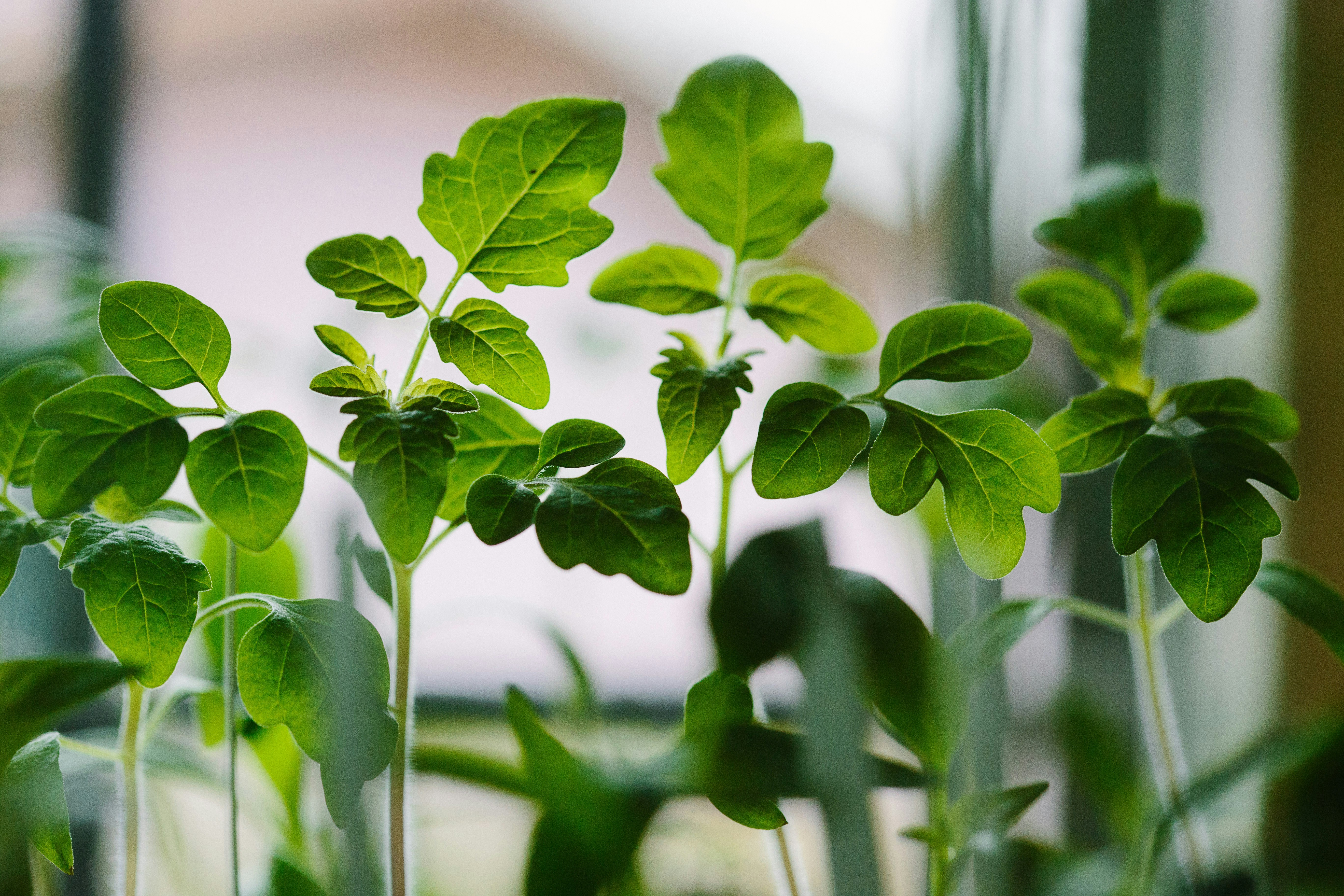 A group of seedlings plants