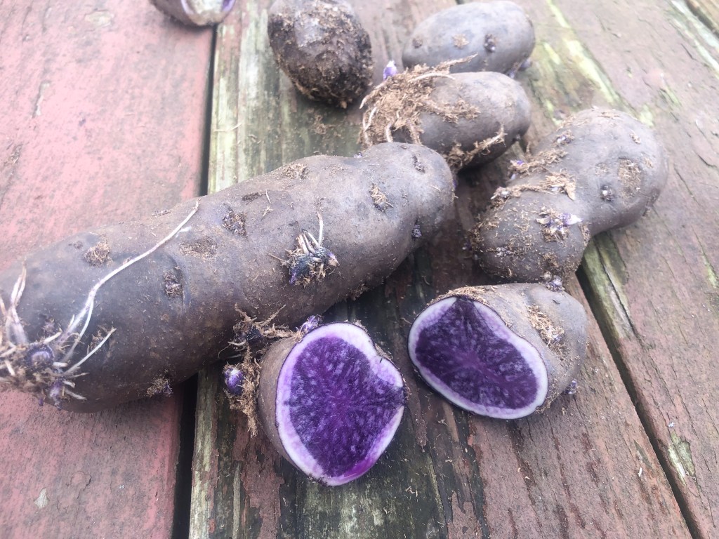 Purple Potato