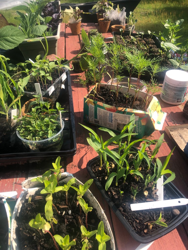 Young plants growing in containers