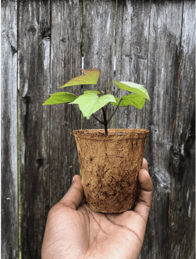 Purple Greens Sweet potato plant in coco coir pot