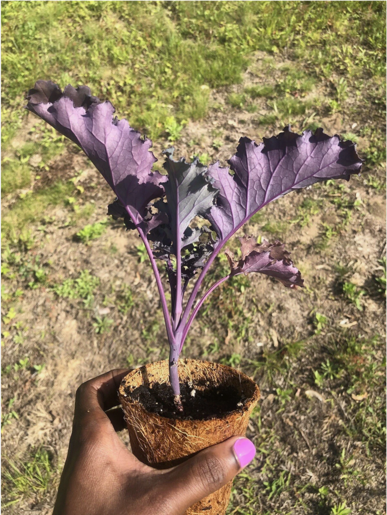 Young purple kale plant