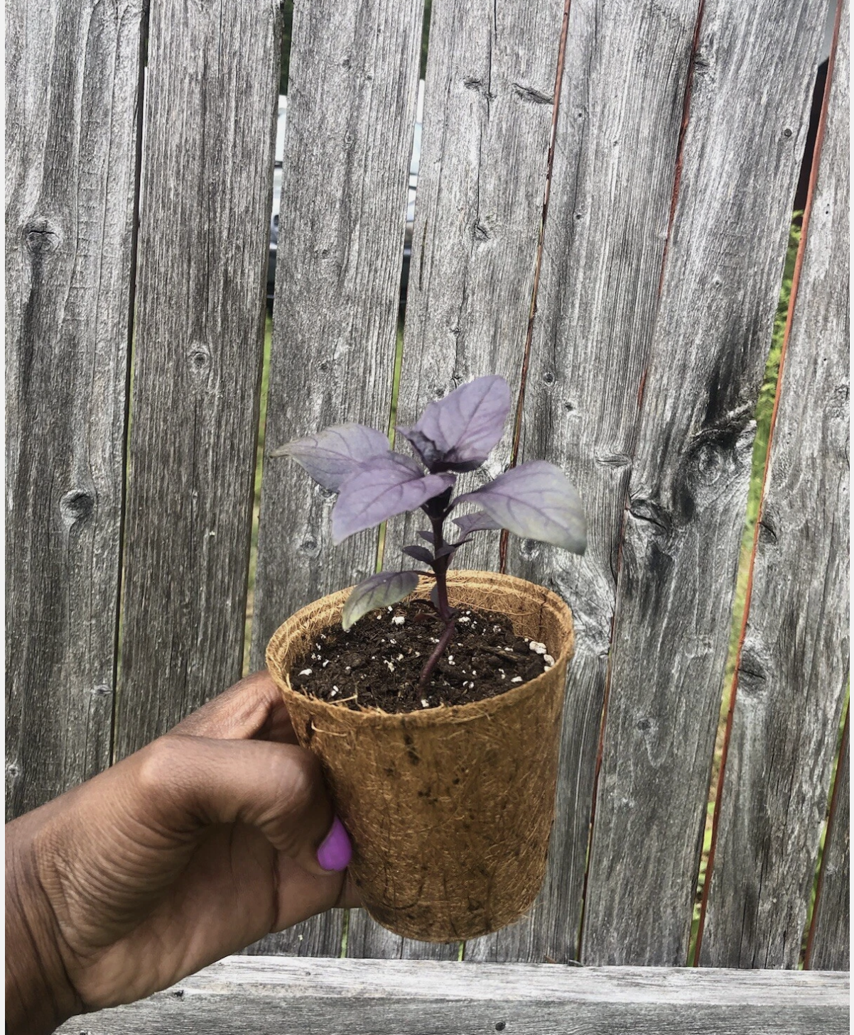 Purple Basil plant