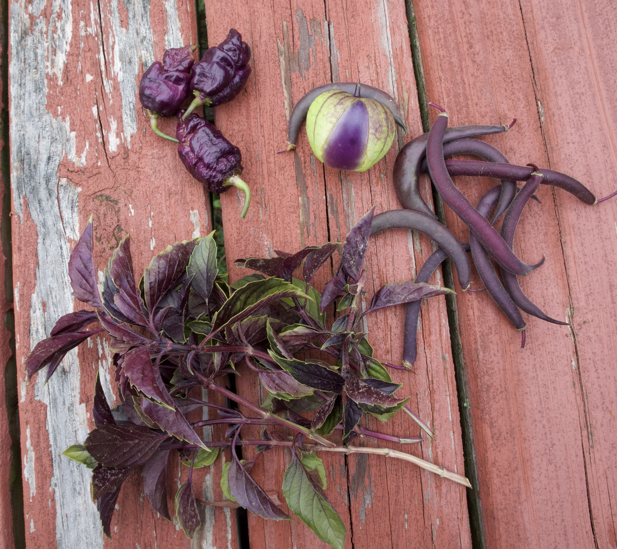 Purple Peppers, tomatillo, long beans and basil