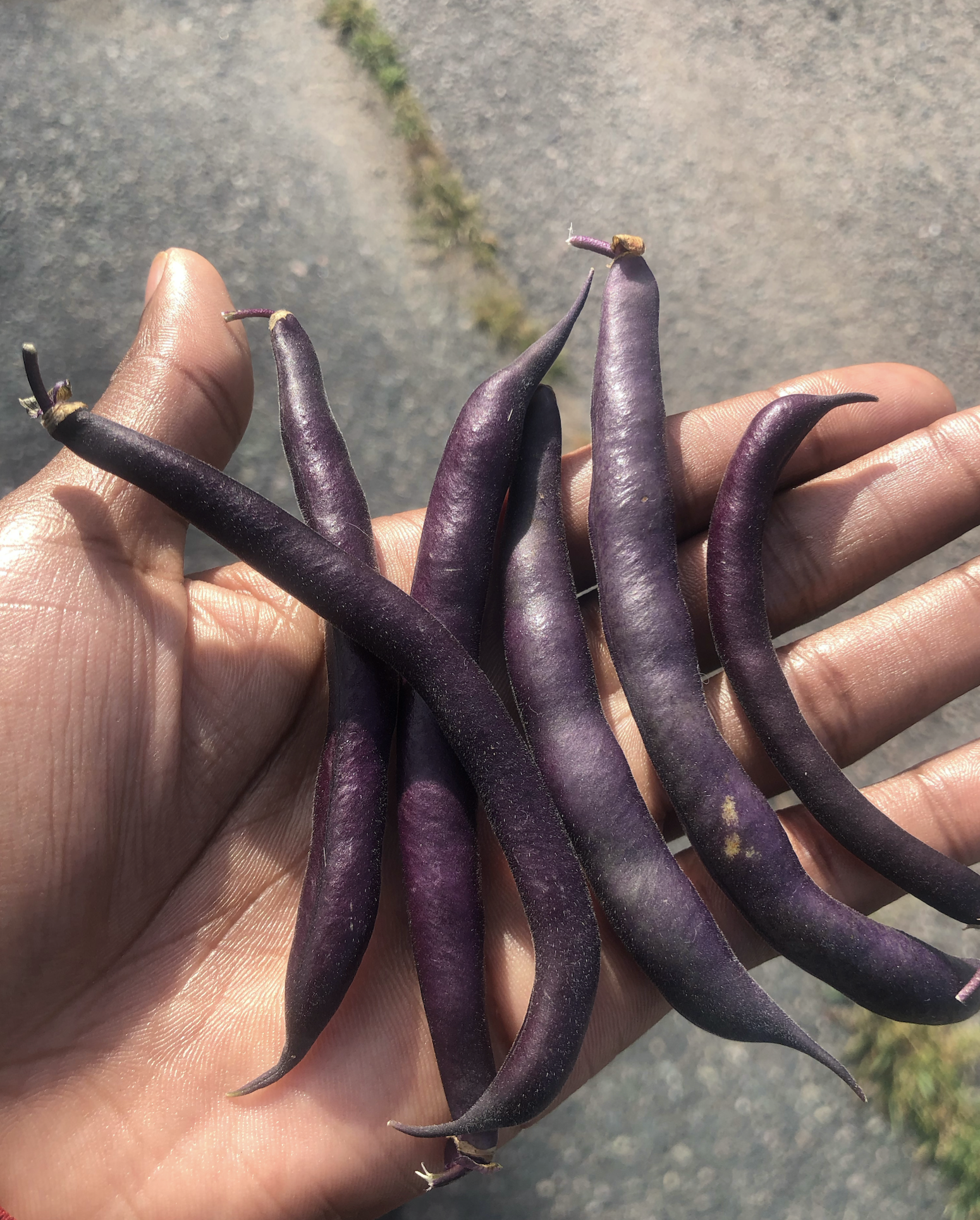 Purple Long beans in hand