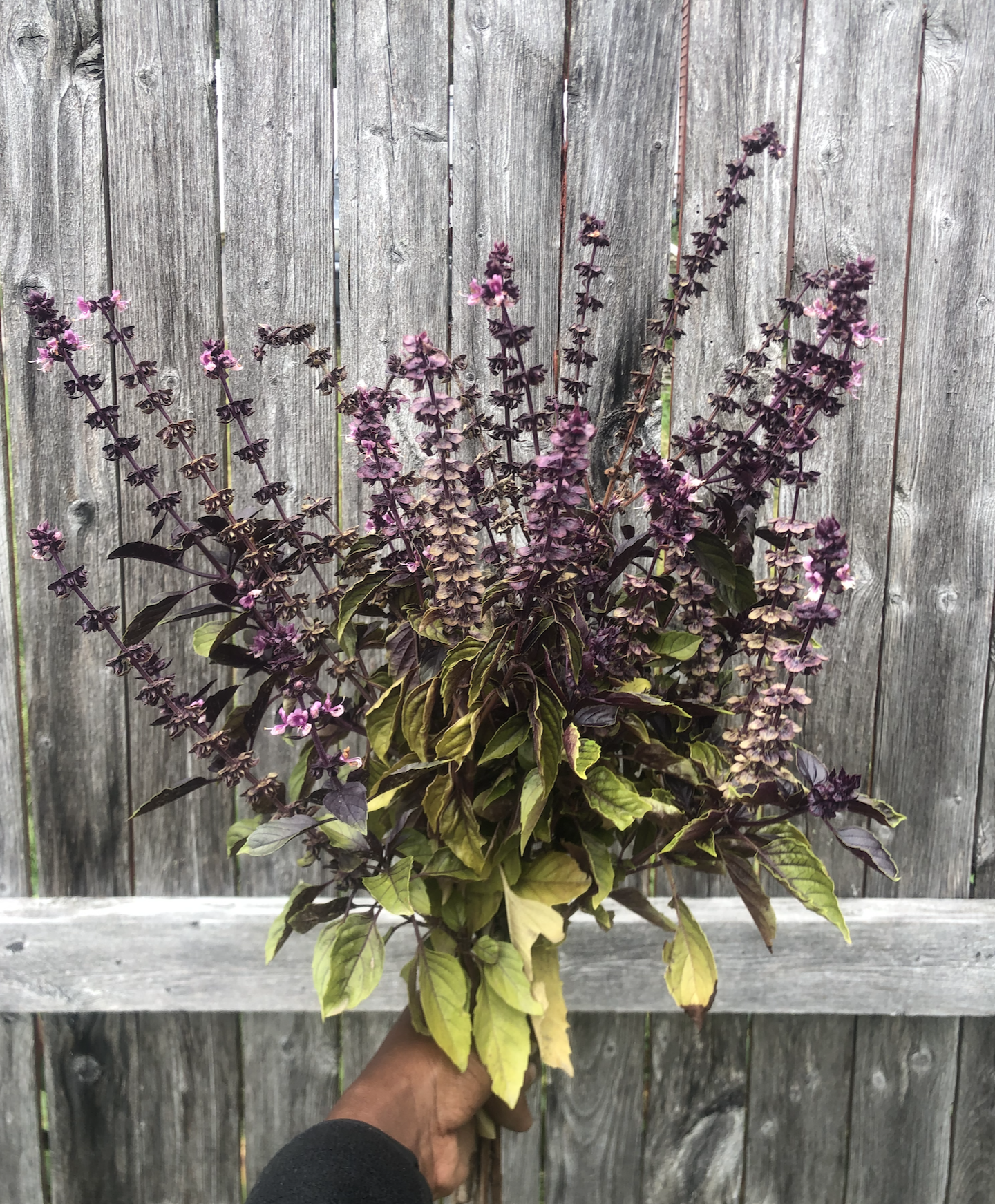 A bouquet of purple basil plants